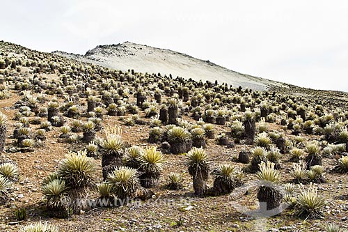  Subject: Frailejon - Vegetable species characteristic of the paramos in Sierra de la Culata National ParkFrailejon in Sierra de la Culata National Park, a daisy-like plant with distinctive lifeforms, found in the high altitude grasslands of northwes 
