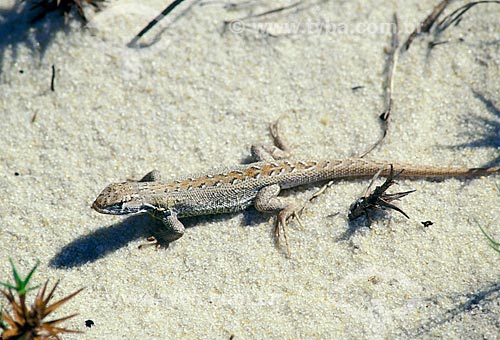  Subject: Sand lizard in Marica APA / Place: Marica city - Rio de Janeiro state (RJ) - Brazil / Date: 05/2011 