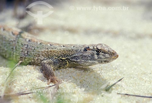  Subject: Sand lizard in Marica APA / Place: Marica city - Rio de Janeiro state (RJ) - Brazil / Date: 05/2011 