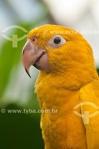  Subject: Golden Parakeet - Psittaciforme bird of the family Psittacidae / Place: Rio de Janeiro city - Rio de Janeiro state (RJ) - Brazil / Date: 04/2011 