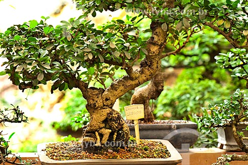  Subject: Bonsai tree / Place: Rio de Janeiro city - Rio de Janeiro state (RJ) - Brazil / Date: 04/2011 