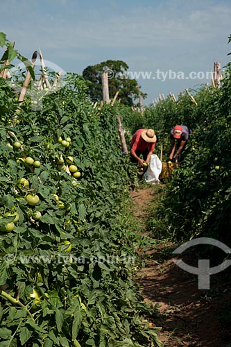  Subject: Harvest of Alambra tomato in clotheslines in rural zone of Taquarivai / Place: Taquarivai city - Sao Paulo state (SP) - Brazil / Date: 01/2012 