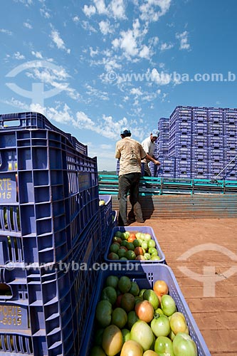  Subject: Loading of tomato in rural zone of Taquarivai city / Place: Taquarivai city - Sao Paulo state (SP) - Brazil / Date: 01/2012 