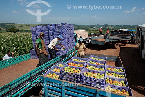  Subject: Loading of tomato in rural zone of Taquarivai city / Place: Taquarivai city - Sao Paulo state (SP) - Brazil / Date: 01/2012 