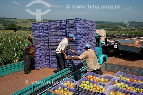  Subject: Loading of tomato in rural zone of Taquarivai city / Place: Taquarivai city - Sao Paulo state (SP) - Brazil / Date: 01/2012 