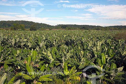  Subject: Banana plantation in rural zone of Jacupiranga city / Place: Jacupiranga city - Sao Paulo state (SP) - Brazil  / Date: 02/2012 