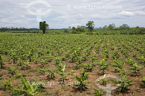  Subject: Banana plantation in rural zone of Jacupiranga city / Place: Jacupiranga city - Sao Paulo state (SP) - Brazil  / Date: 02/2012 