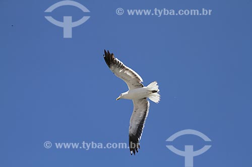  Subject: Seagull flying in Anjos Beach / Place: Arraial do Cabo city - Rio de Janeiro state (RJ) - Brazil / Date: 02/2012 