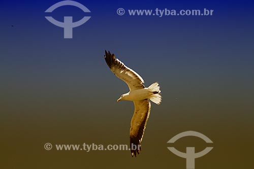  Subject: Seagull flying in Anjos Beach / Place: Arraial do Cabo city - Rio de Janeiro state (RJ) - Brazil / Date: 02/2012 