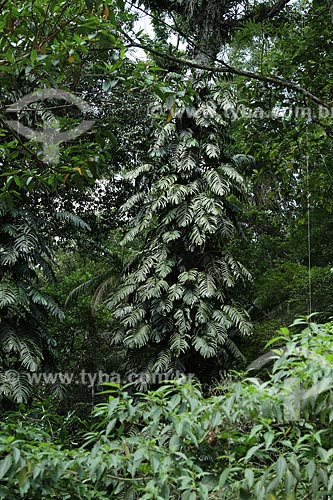  Subject: Adam rib (Monstera acuminata) in the Tijuca forest / Place: Rio de Janeiro city - Rio de Janeiro state (RJ) - Brazil / Date: 02/2012 