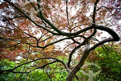  Subject: Tree in Garden of the Claude Monet / Place: Giverny - France - Europe / Date: 06/2012 