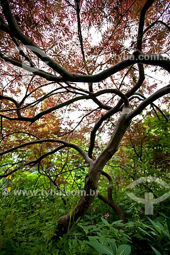  Subject: Tree in Garden of the Claude Monet / Place: Giverny - France - Europe / Date: 06/2012 