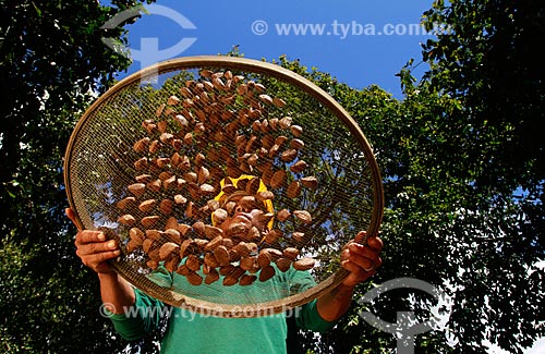  Subject: Man sifting chestnuts - On the farm Aruanã / Place: Itacoatiara city - Amazonas state (AM) - Brazil / Date: 06/2012 
