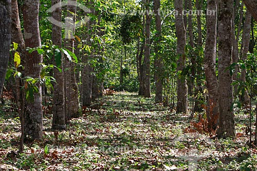  Subject: Planting of chestnut trees on the farm Aruanã / Place: Itacoatiara city - Amazonas state (AM) - Brazil / Date: 06/2012 