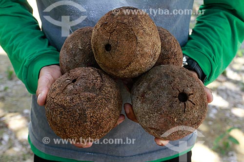  Subject: Man holding chestnuts hedgehogs on the farm Aruana / Place: Itacoatiara city - Amazonas state (AM) - Brazil / Date: 06/2012 