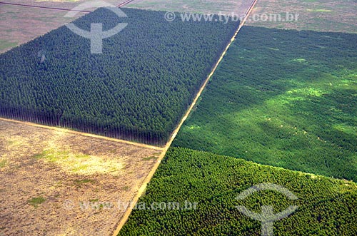  Subject: Eucaliptus plantation / Place: Acailandia city - Maranhao state (MA) - Brazil / Date: 05/2012 