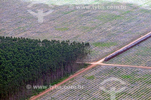  Subject: Eucaliptus plantation. / Place: Acailandia city - Maranhao state (MA) - Brazil / Date: 05/2012 