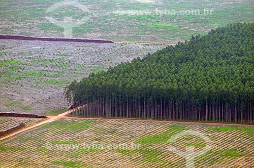  Subject: Eucaliptus plantation. / Place: Acailandia city - Maranhao state (MA) - Brazil / Date: 05/2012 