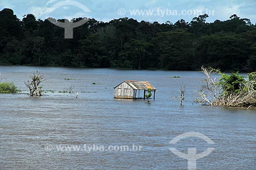  Subject: House in the Amazon River in the flooding season between the towns of Itacoatiara and Parintins / Place: Itacoatiara city - Amazonas state (AM) - Brazil / Date: 06/2012 