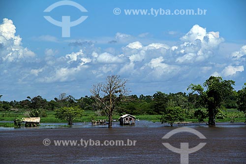  Subject: House in the Amazon River in the flooding season between the towns of Itacoatiara and Parintins / Place: Itacoatiara city - Amazonas state (AM) - Brazil / Date: 06/2012 