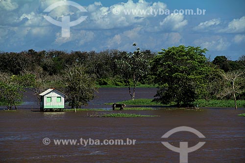  Subject: House in the Amazon River in the flooding season between the towns of Itacoatiara and Parintins / Place: Itacoatiara city - Amazonas state (AM) - Brazil / Date: 06/2012 