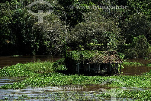  Subject: House in the Amazon River in the flooding season between the towns of Parintins and Itacoatiara / Place: Parintins city - Amazonas state (AM) - Brazil / Date: 06/2012 