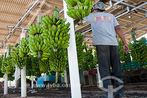  Subject: Warehouse of banana processing in the Ribeira Valley / Place: Jacupiranga city - Sao Paulo state (SP) - Brazil  / Date: 02/2012 