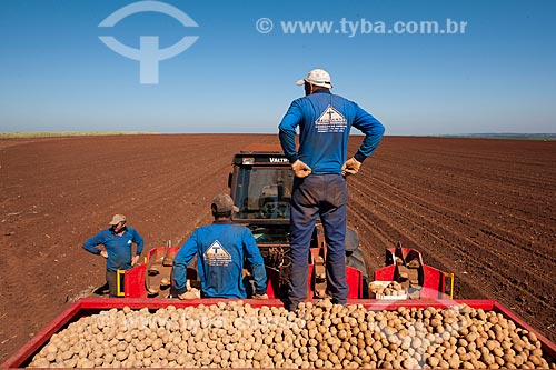  Subject: Rural workers with loading potatoes / Place: Casa Branca city - Sao Paulo state (SP) - Brazil  / Date: 06/2011 