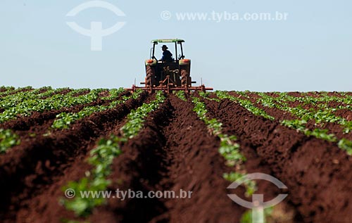  Subject: Tractor windrowing potatoes plantation in rural zone of Casa Branca city / Place: Casa Branca city - Sao Paulo state (SP) - Brazil  / Date: 06/2011 