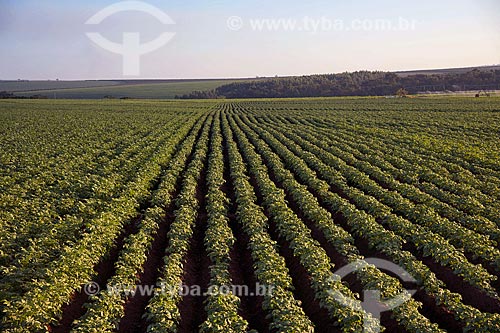  Subject: Potato plantation in rural zone of Casa Branca city / Place: Casa Branca city - Sao Paulo state (SP) - Brazil  / Date: 06/2011 