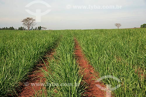  Subject: Plantation of sugar cane in rural zone of Ouroeste / Place: Ouroeste - Sao Paulo (SP) - Brazil / Date: 08/2011 