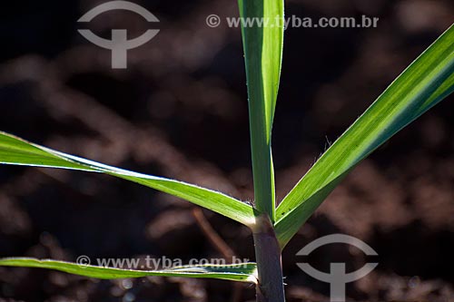  Subject: Plantation of sugar cane in rural zone of Ouroeste / Place: Ouroeste - Sao Paulo (SP) - Brazil / Date: 08/2011 