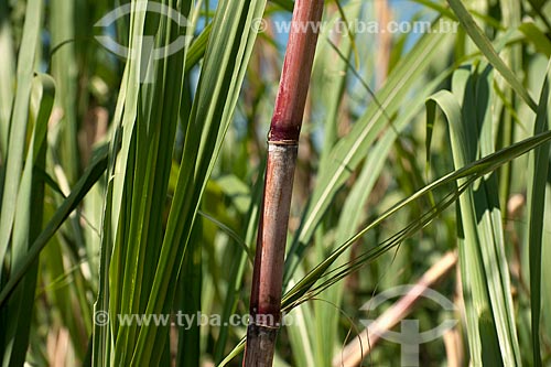  Subject: Plantation of sugar cane in rural zone of Ouroeste  / Place: Ouroeste - Sao Paulo (SP) - Brazil / Date: 08/2011 