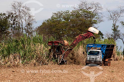  Subject: Mechanized harvesting of sugar cane in rural  zone of Ouroeste / Place: Ouroeste - Sao Paulo (SP) - Brazil / Date: 08/2011 