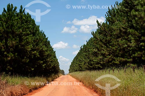  Subject: Pinus plantation in rural zone of Itabera city / Place: Itabera city - Sao Paulo state (SP) - Brazil / Date: 08/2011 