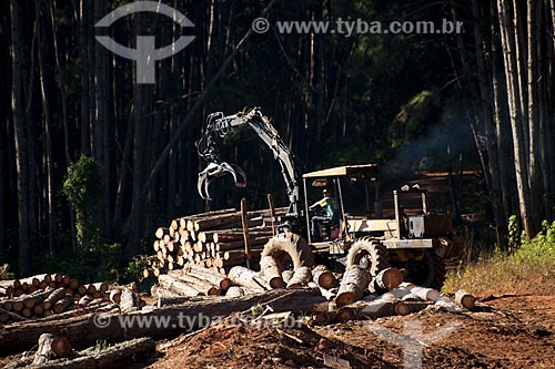  Subject: Tractor with hydraulic arm carrying logs of pinus in rural zone of Itabera city / Place: Itabera city - Sao Paulo state (SP) - Brazil / Date: 08/2011 