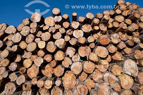  Subject: Pine logs cut and stacked in the rural zone of Itabera city / Place: Itabera city - Sao Paulo state (SP) - Brazil / Date: 08/2011 