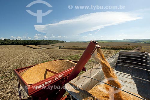  Subject: Unloading corn in rural zone of Itapeva city / Place: Itapeva city - Sao Paulo state (SP) - Brazil / Date: 02/2012 