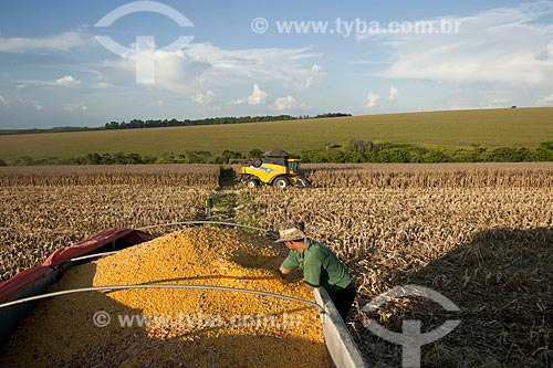  Subject: Corn harvest in rural zone of Itarare city / Place: Itarare city - Sao Paulo state (SP) - Brazil / Date: 02/2012 
