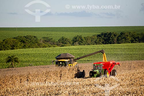  Subject: Unloading corn in rural zone of Itarare city   / Place: Itarare city - Sao Paulo state (SP) - Brazil / Date: 02/2012 