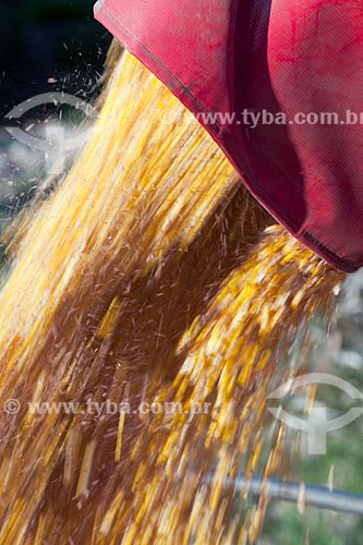  Subject: Unloading corn in rural zone of Itarare city / Place: Itarare city - Sao Paulo state (SP) - Brazil / Date: 02/2012 