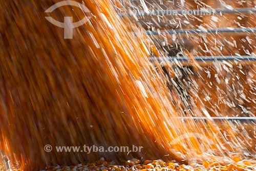  Subject: Unloading corn in rural zone of Itarare city / Place: Itarare city - Sao Paulo state (SP) - Brazil / Date: 02/2012 