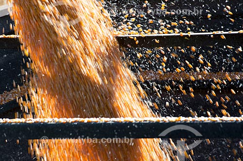  Subject: Unloading corn in rural zone of Itarare city / Place: Itarare city - Sao Paulo state (SP) - Brazil / Date: 02/2012 