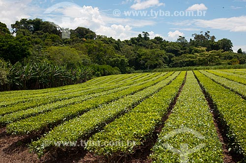  Subject: Tea plantation in Ribeira Valley / Place: Pariquera-Acu city - Sao Paulo state (SP) - Brazil / Date: 02/2012 