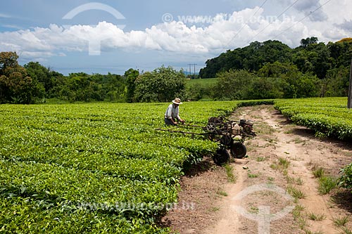  Subject: Tea plantation in Ribeira Valley / Place: Pariquera-Acu city - Sao Paulo state (SP) - Brazil / Date: 02/2012 