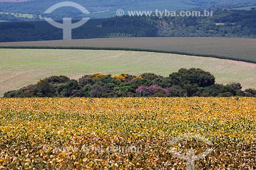  Subject: Soybean plantation in the foreground with  corn plantation  in the background in rural zone of Itabera city / Place: Itabera city - Sao Paulo state (SP) - Brazil / Date: 02/2012 