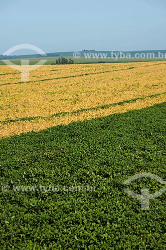  Subject: Soybean plantation in rural zone of Itabera city - The difference in color is the result of different planting times / Place: Itabera city - Sao Paulo state (SP) - Brazil / Date: 02/2012 