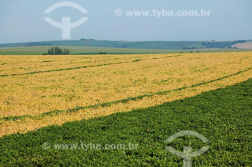  Subject: Soybean plantation in rural zone of Itabera city - The difference in color is the result of different planting times / Place: Itabera city - Sao Paulo state (SP) - Brazil / Date: 02/2012 