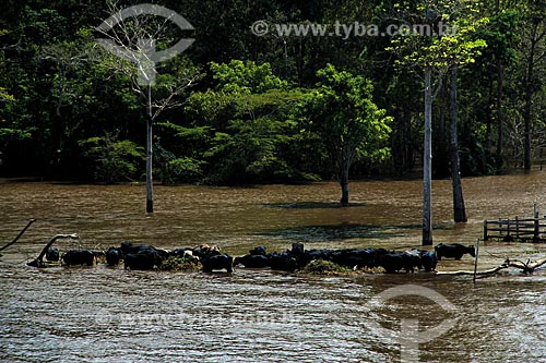  Subject: Herd of buffalo on Amazon River in flood season / Place: Parintins city - Amazonas state (AM) - Brazil / Date: 07/2012 