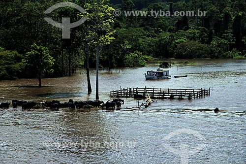  Subject: Herd of buffalo on Amazon River in flood season / Place: Parintins city - Amazonas state (AM) - Brazil / Date: 07/2012 